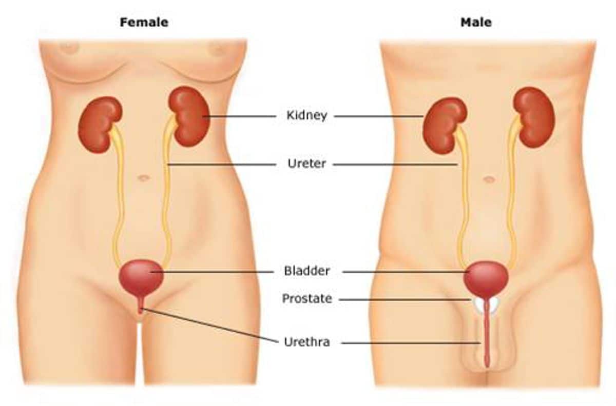 Como funciona a bexiga e o sistema urinário